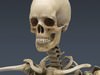 Human Female Anatomy - Body, Muscles, Skeleton, Internal Organs and Lymphatic 3D Model .max .obj .3ds .fbx .lwo .lw .lws .c4d