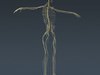 Human Female Anatomy - Body, Muscles, Skeleton, Internal Organs and Lymphatic 3D Model .max .obj .3ds .fbx .lwo .lw .lws .c4d