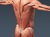 Human Female Anatomy - Body, Muscles, Skeleton, Internal Organs and Lymphatic 3D Model .max .obj .3ds .fbx .lwo .lw .lws .c4d