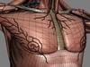 Human Female Anatomy - Body, Muscles, Skeleton, Internal Organs and Lymphatic 3D Model .max .obj .3ds .fbx .lwo .lw .lws .c4d