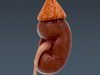 Human Female Anatomy - Body, Muscles, Skeleton, Internal Organs and Lymphatic 3D Model .max .obj .3ds .fbx .lwo .lw .lws .c4d