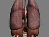 Human Female Anatomy - Body, Muscles, Skeleton, Internal Organs and Lymphatic 3D Model .max .obj .3ds .fbx .lwo .lw .lws .c4d
