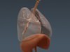 Human Female Anatomy - Body, Muscles, Skeleton, Internal Organs and Lymphatic 3D Model .max .obj .3ds .fbx .lwo .lw .lws .c4d
