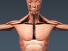 Human Female Anatomy - Body, Muscles, Skeleton, Internal Organs and Lymphatic 3D Model .max .obj .3ds .fbx .lwo .lw .lws .c4d