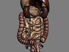 Human Female Anatomy - Body, Muscles, Skeleton, Internal Organs and Lymphatic 3D Model .max .obj .3ds .fbx .lwo .lw .lws .c4d