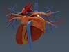 Human Female Anatomy - Body, Muscles, Skeleton, Internal Organs and Lymphatic 3D Model .max .obj .3ds .fbx .lwo .lw .lws .c4d