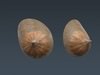 Human Female Anatomy - Body, Muscles, Skeleton, Internal Organs and Lymphatic 3D Model .max .obj .3ds .fbx .lwo .lw .lws .c4d