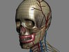 Human Female Anatomy - Body, Muscles, Skeleton, Internal Organs and Lymphatic 3D Model .max .obj .3ds .fbx .lwo .lw .lws .c4d