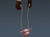Human Female Anatomy - Body, Muscles, Skeleton, Internal Organs and Lymphatic 3D Model .max .obj .3ds .fbx .lwo .lw .lws .c4d