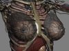 Human Female Anatomy - Body, Muscles, Skeleton, Internal Organs and Lymphatic 3D Model .max .obj .3ds .fbx .lwo .lw .lws .c4d