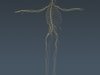 Human Female Anatomy - Body, Muscles, Skeleton, Internal Organs and Lymphatic 3D Model .max .obj .3ds .fbx .lwo .lw .lws .c4d