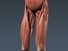 Human Female Anatomy - Body, Muscles, Skeleton, Internal Organs and Lymphatic 3D Model .max .obj .3ds .fbx .lwo .lw .lws .c4d