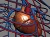 Human Female Anatomy - Body, Muscles, Skeleton, Internal Organs and Lymphatic 3D Model .max .obj .3ds .fbx .lwo .lw .lws .c4d