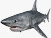 White Shark 3D Model