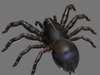spider 3D Model .ma .mb