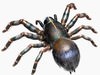 spider