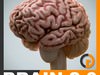Anatomy - Human Brain 2.0 3D Model