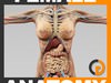 Human Female Anatomy - Body, Skeleton and Internal Organs 3D Model