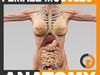 Human Female Anatomy - Body, Muscles, Skeleton and Internal Organs 3D Model