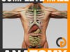 Human Male Anatomy - Body, Muscles, Skeleton, Internal Organs and Lymphatic 3D Model