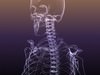 Skeleton of a Human: X-Ray scan RenderReady 3D Model
