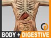 Human Male Body, Digestive System and Skeleton - Anatomy 3D Model