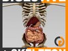 Human Digestive System and Skeleton - Anatomy 3D Model