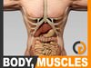 Human Male Body, Muscular, Digestive System and Skeleton - Anatomy 3D Model