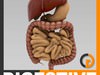 Human Digestive System - Anatomy 3D Model