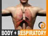 Human Male Body and Respiratory System Textured - Anatomy 3D Model
