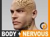 Human Male Body and Nervous System Textured - Anatomy 3D Model