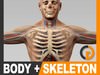 Human Male Body, Circulatory System and Skeleton - Anatomy 3D Model