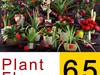 plant 3D Model