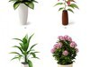 plant 3D Model .max