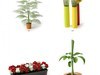 plant 3D Model .max