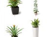 plant 3D Model .max
