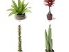 plant 3D Model .max