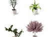 plant 3D Model .max