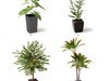 plant 3D Model .max