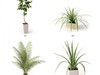plant 3D Model .max