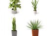 plant 3D Model .max