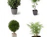 plant 3D Model .max