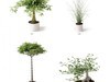 plant 3D Model .max