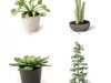plant 3D Model .max