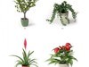 plant 3D Model .max