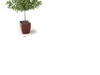 plant 3D Model .max