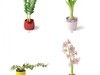 plant 3D Model .max