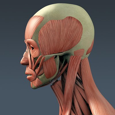 Human Male Body, Muscular, Respiratory System and Skeleton - Anatomy 3D Model .max .obj .3ds .fbx .lwo .lw .lws .c4d