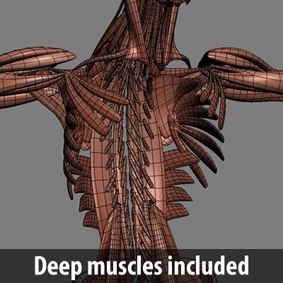 Human Male Body, Muscular, Respiratory System and Skeleton - Anatomy 3D Model .max .obj .3ds .fbx .lwo .lw .lws .c4d