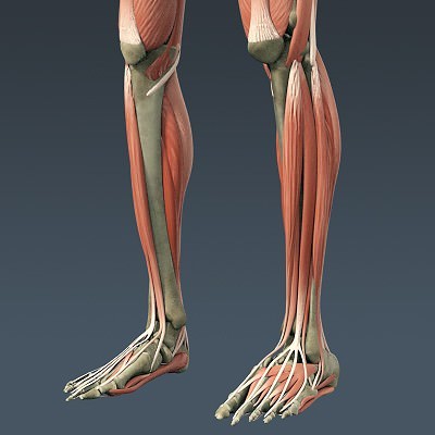 Human Male Body, Muscular, Respiratory System and Skeleton - Anatomy 3D Model .max .obj .3ds .fbx .lwo .lw .lws .c4d